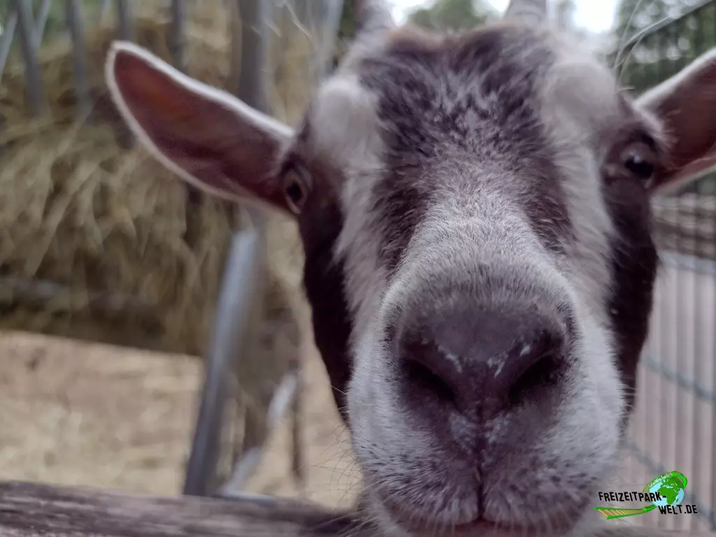 Afrikanische Zwergziege im Zoo Neunkirchen - 2022