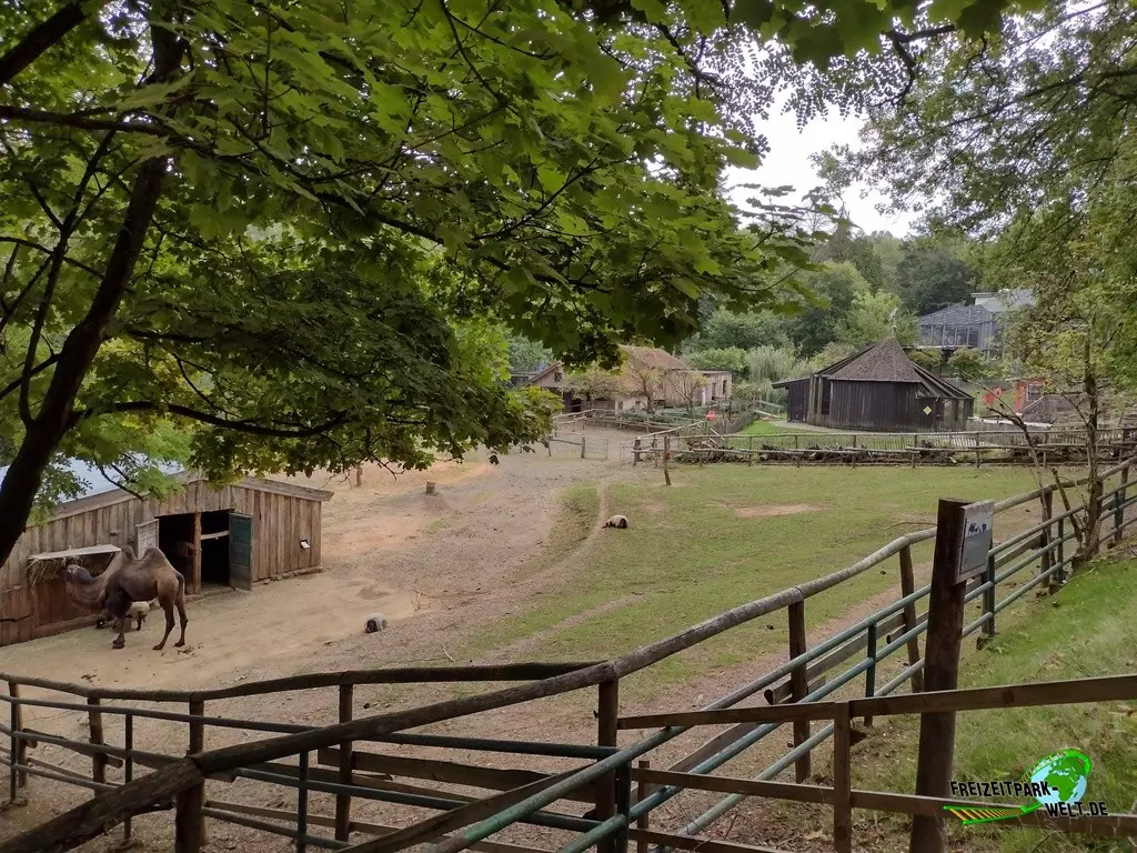 Trampeltier im Zoo Neunkirchen - 2022