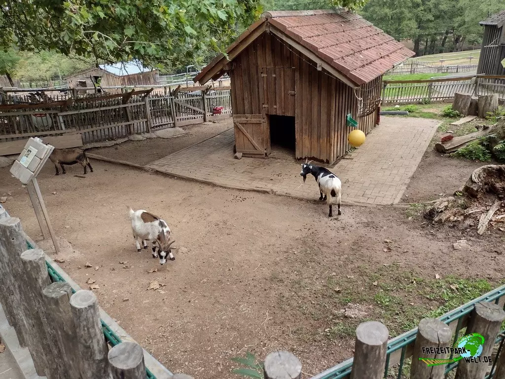 Afrikanische Zwergziege im Zoo Neunkirchen - 2022: Streichelwiese