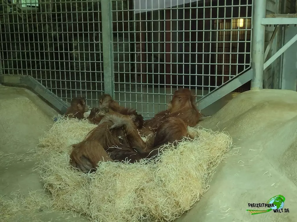 Orang-Utan im Zoo Neunkirchen - 2022