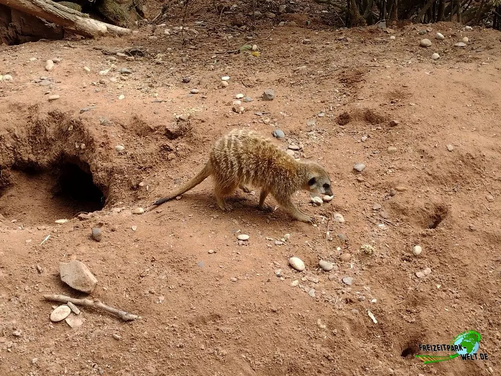 Erdmännchen im Zoo Neunkirchen - 2022