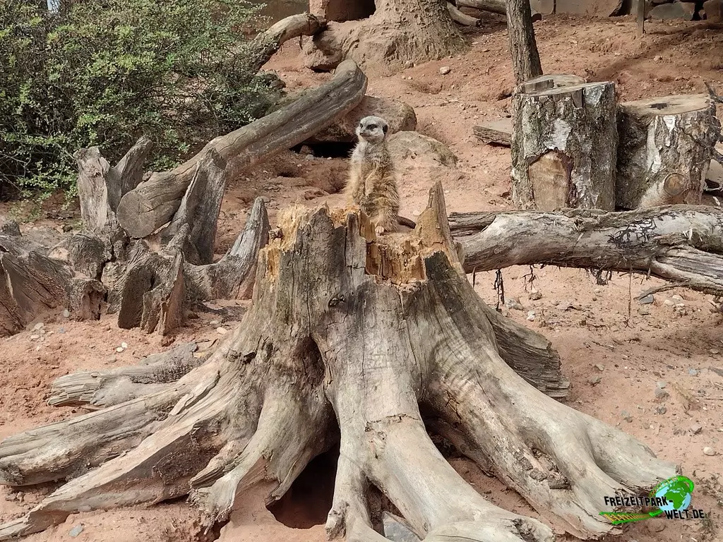 Erdmännchen im Zoo Neunkirchen - 2022