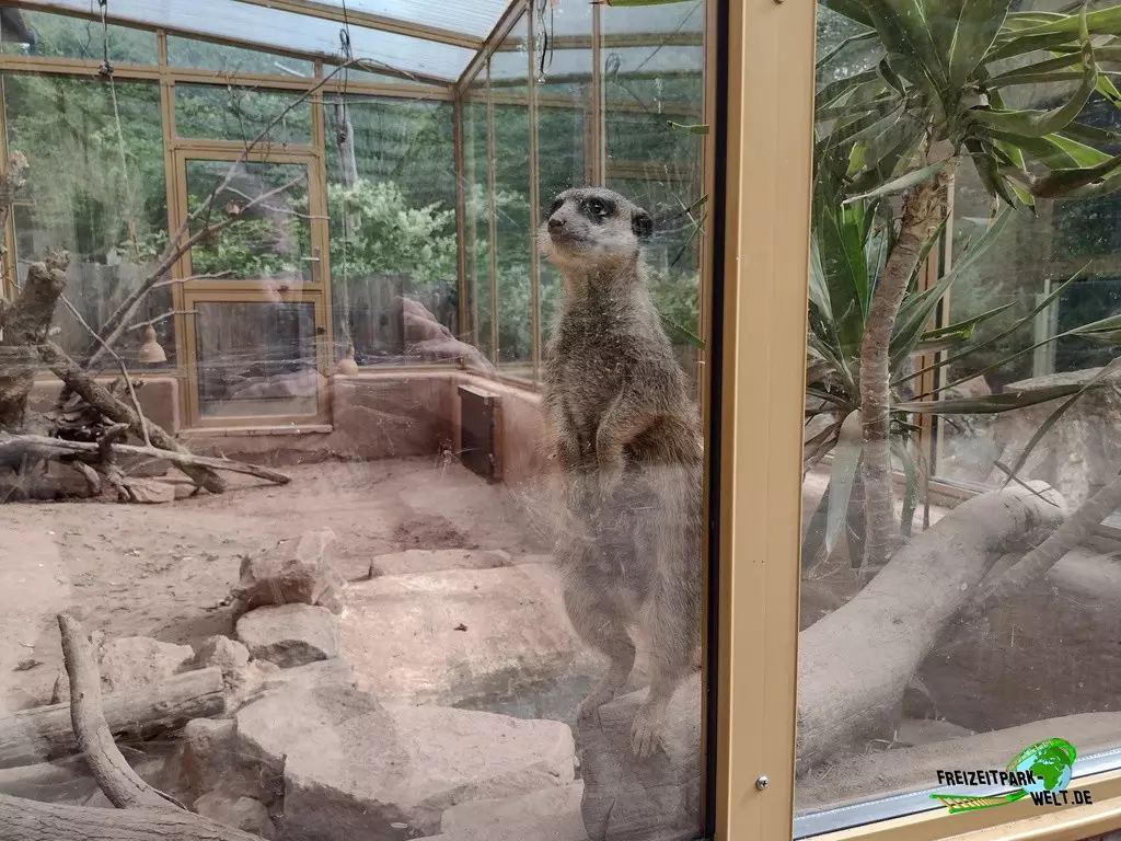 Erdmännchen im Zoo Neunkirchen - 2022