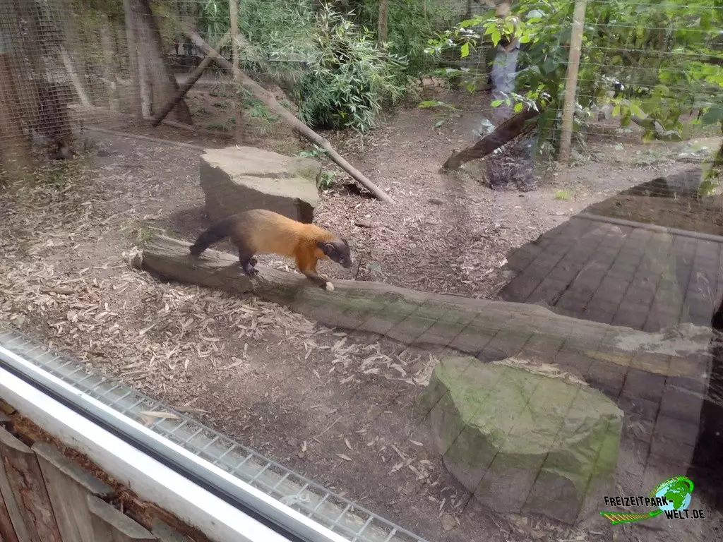 Buntmarder im Zoo Neunkirchen - 2022