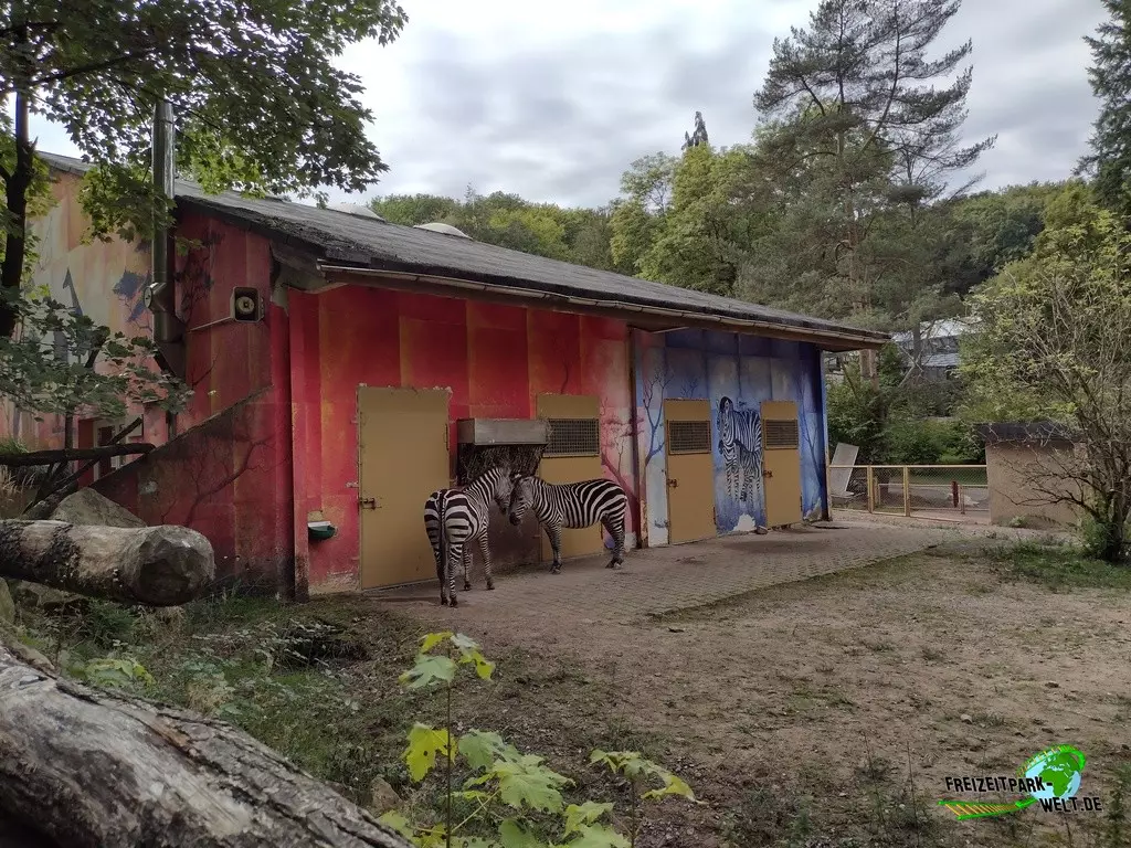 Steppenzebra im Zoo Neunkirchen - 2022