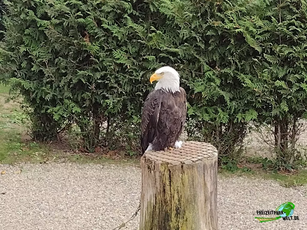 Weißkopf-Seeadler im Zoo Neunkirchen - 2022