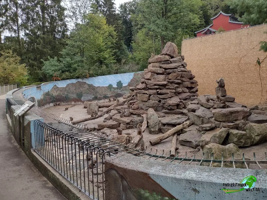 Mantelpavian im Zoo Neunkirchen - 2022