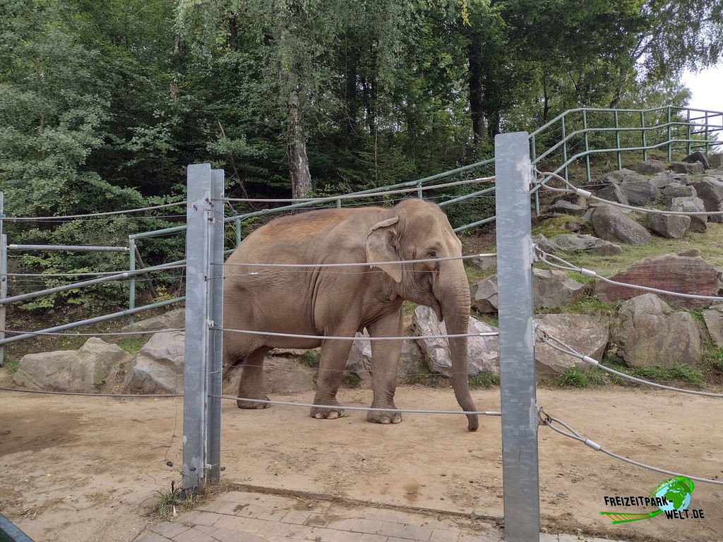 Asiatischer Elefant im Zoo Neunkirchen - 2022