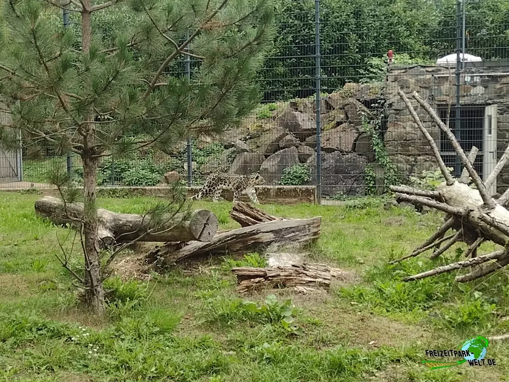Schneeleopard im Zoo Neunkirchen - 2022