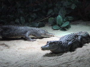 die Krokodilkaimane 
