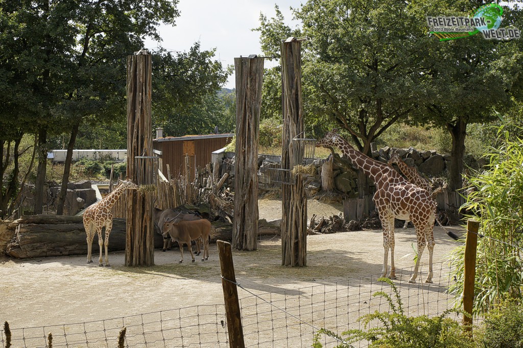 Giraffe - Zoo Osnabrück | Freizeitpark-Welt.de