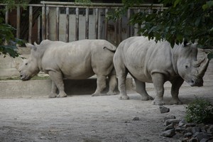 Mini-Galerie Zoo Osnabrück Foto 9