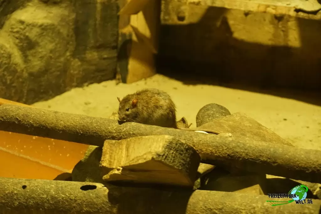 Wanderratte im Zoo Osnabrück - 2019