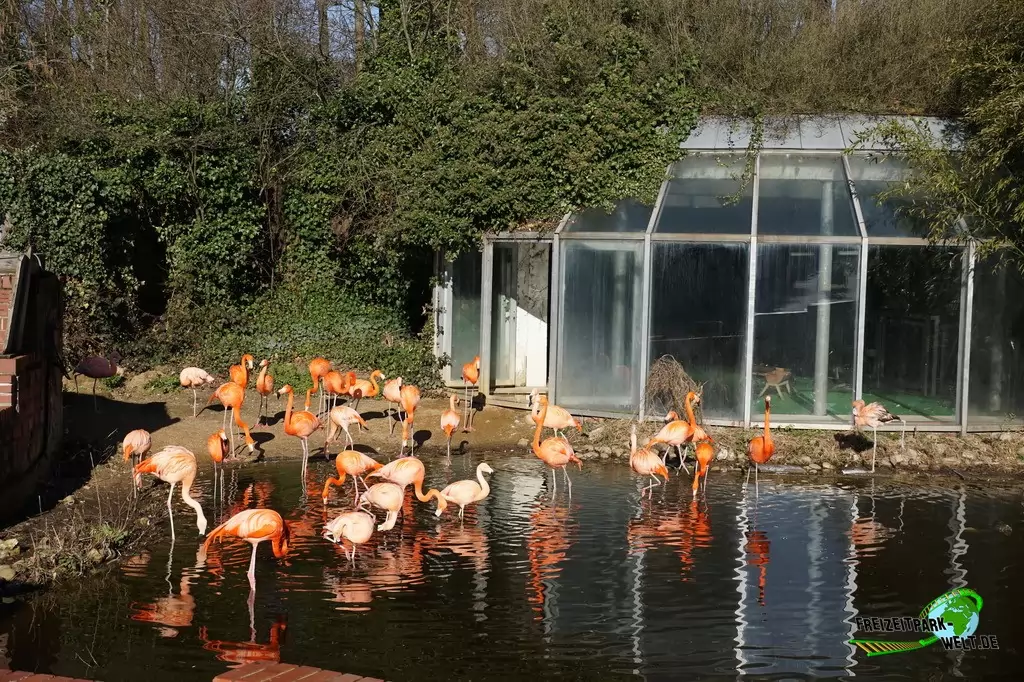 Chile-Flamingo im Zoo Osnabrück - 2019