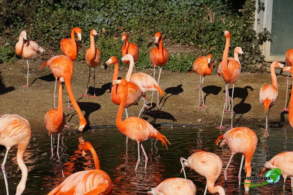 Chile-Flamingo im Zoo Osnabrück - 2019