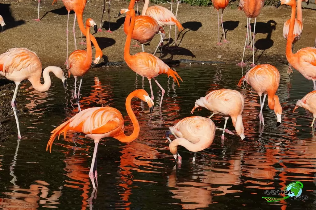 Chile-Flamingo im Zoo Osnabrück - 2019