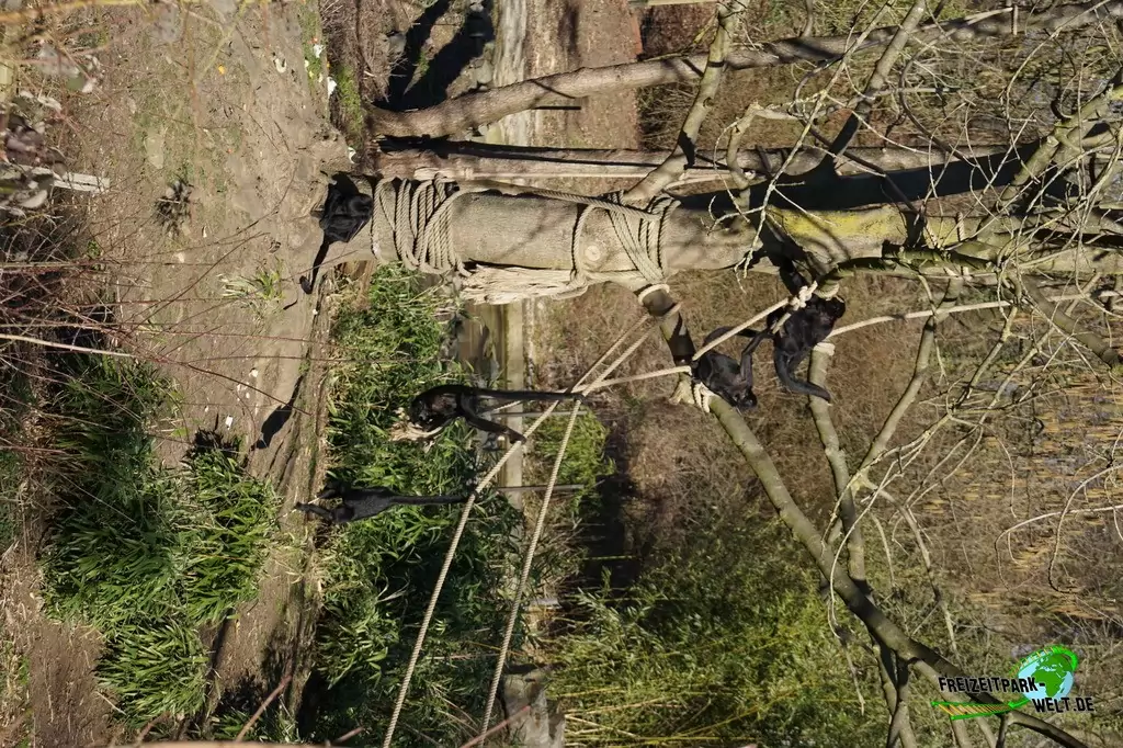 Siamang im Zoo Osnabrück - 2019