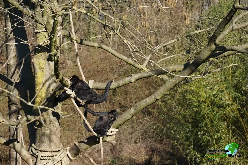Siamang im Zoo Osnabrück - 2019