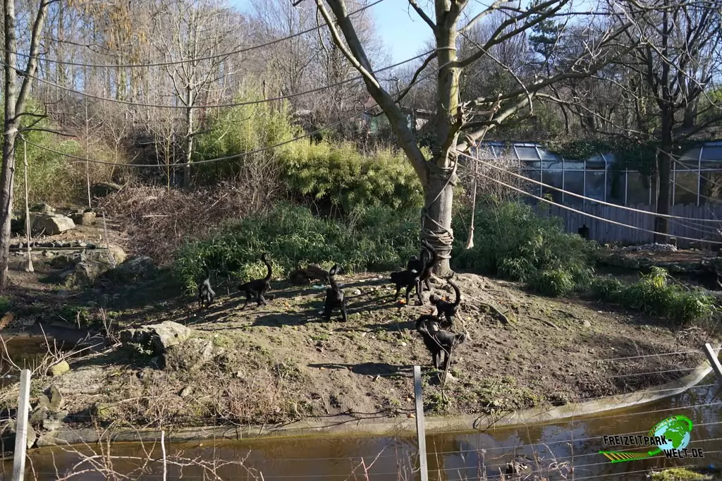 Siamang im Zoo Osnabrück - 2019