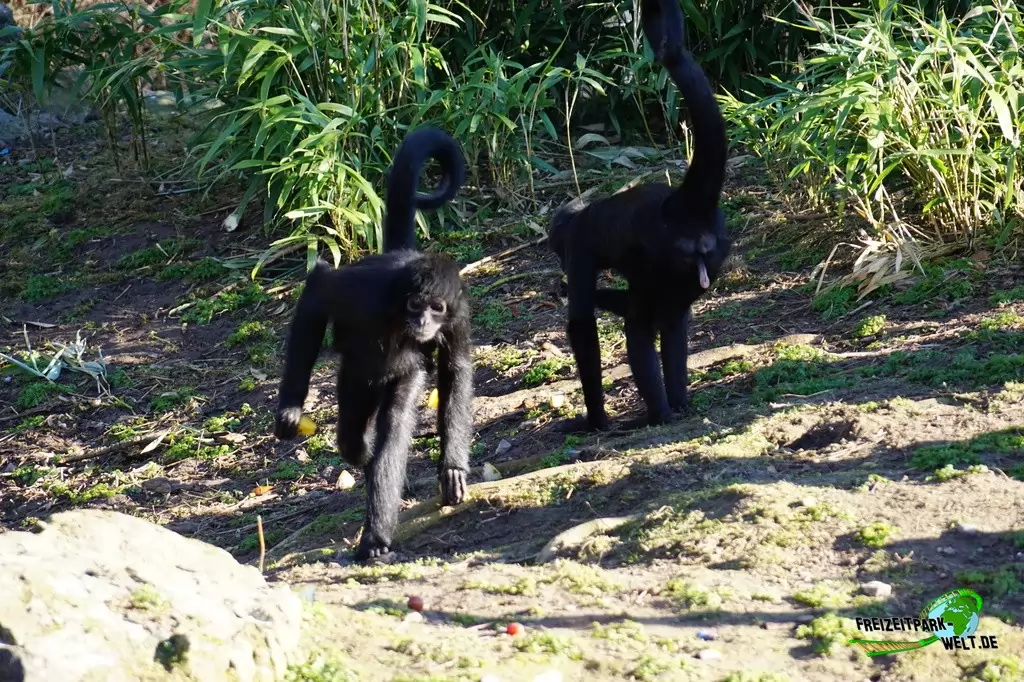 Siamang im Zoo Osnabrück - 2019