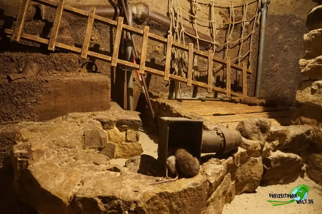 Wanderratte im Zoo Osnabrück - 2019