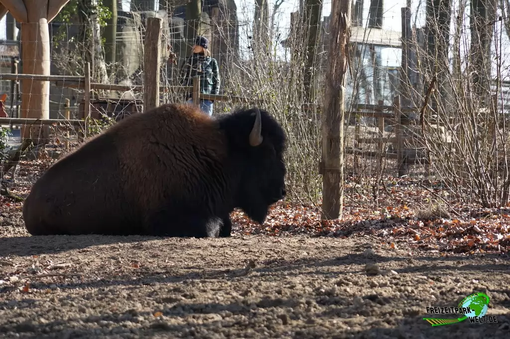 Waldbison im Zoo Osnabrück - 2019