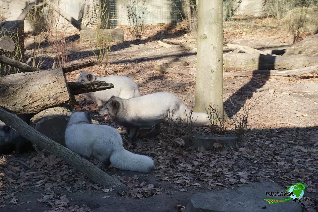 Polarfuchs im Zoo Osnabrück - 2019