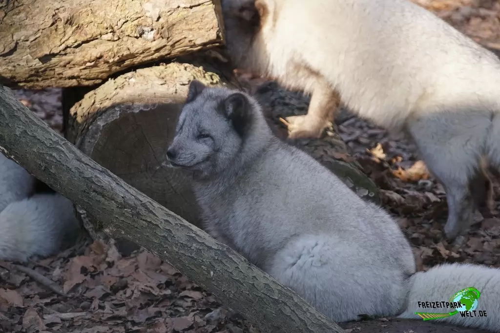 Polarfuchs im Zoo Osnabrück - 2019