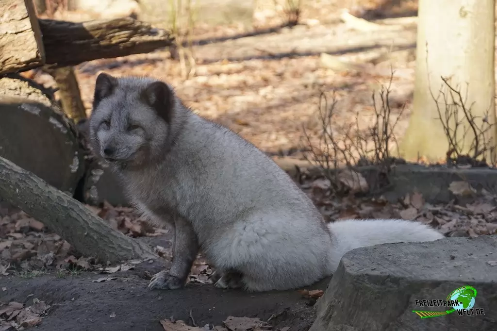 Polarfuchs im Zoo Osnabrück - 2019