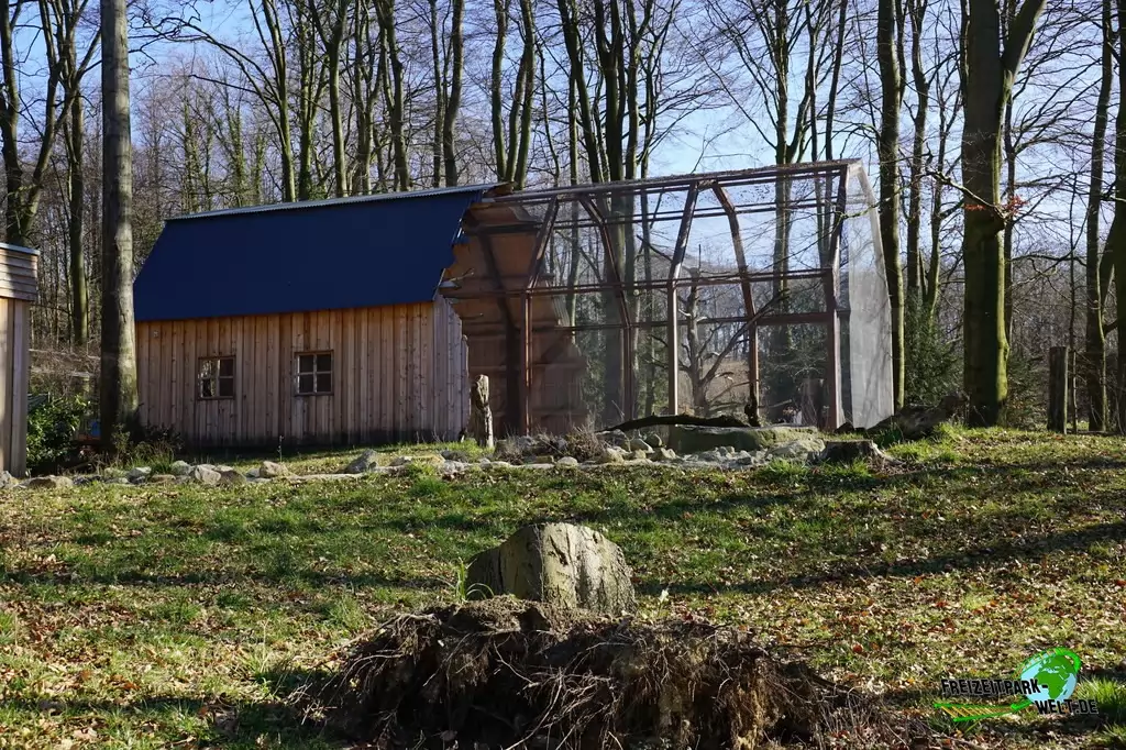 Schneeeule im Zoo Osnabrück - 2019