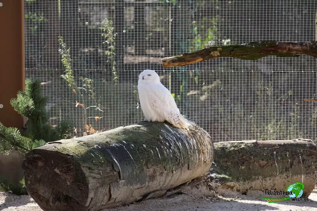 Schneeeule im Zoo Osnabrück - 2019