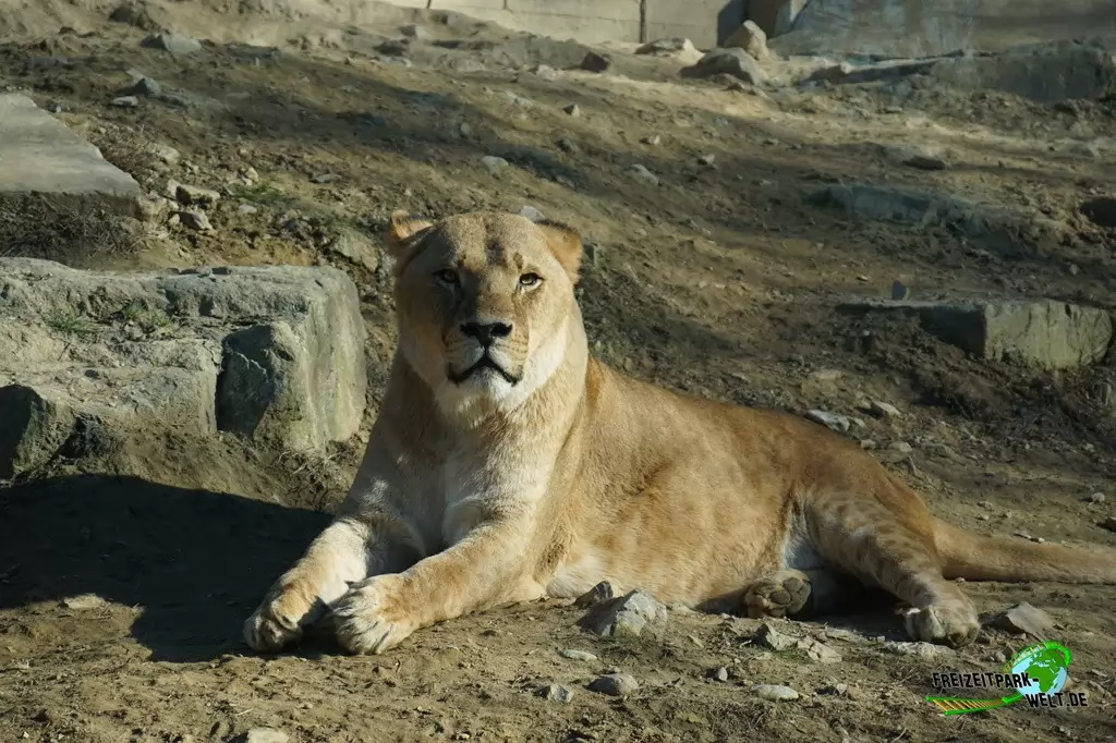 Berberlöwe im Zoo Osnabrück - 2019