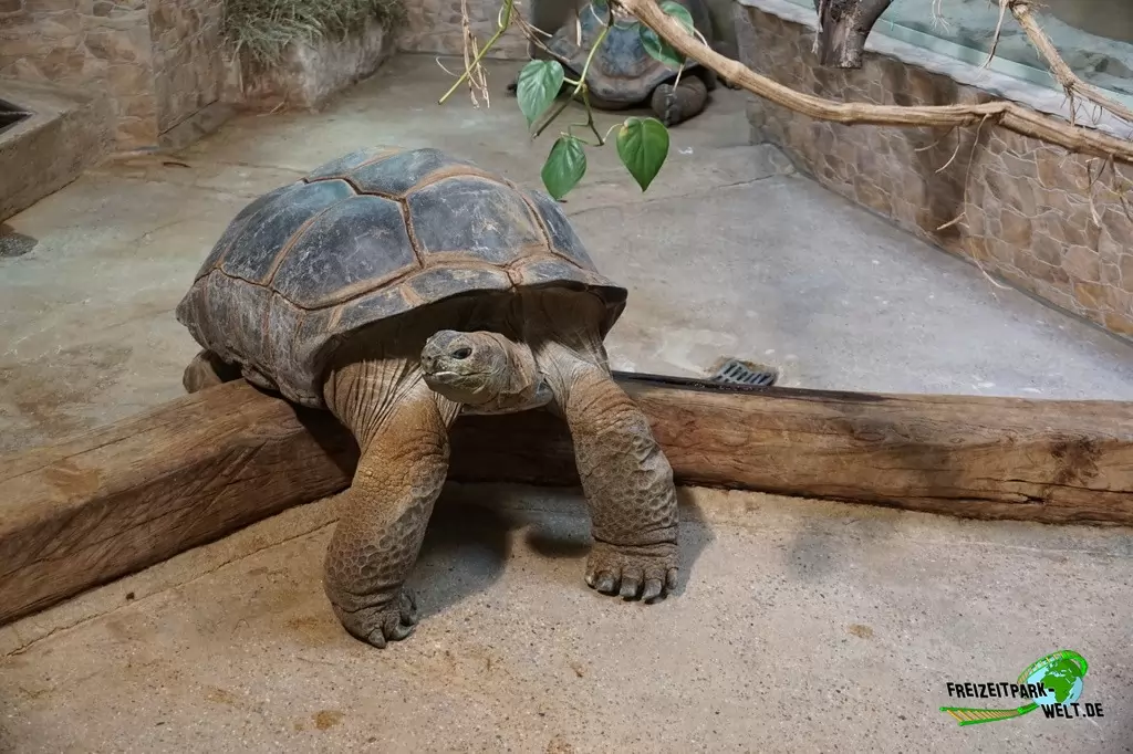 Seychellen-Riesenschildkröte im Zoo Osnabrück - 2019