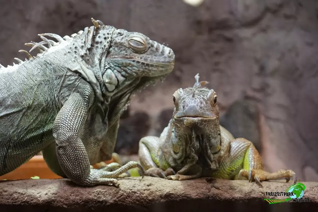 Grüner Leguan im Zoo Osnabrück - 2019