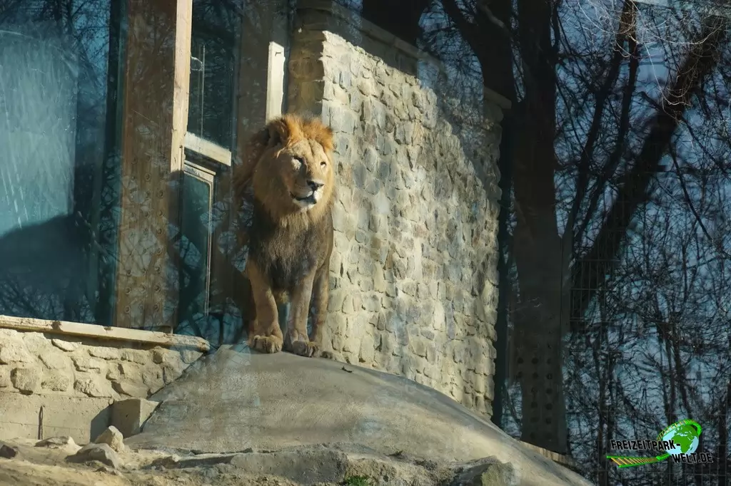 Berberlöwe im Zoo Osnabrück - 2019