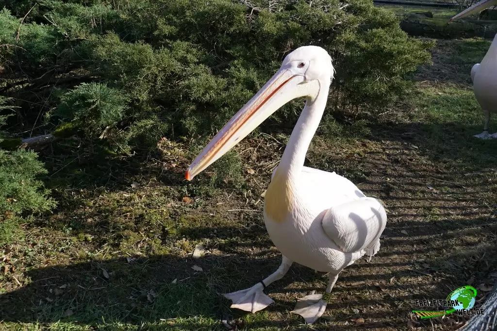Rosapelikan im Zoo Osnabrück - 2019