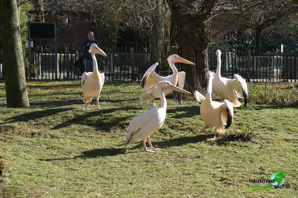 Rosapelikan im Zoo Osnabrück - 2019