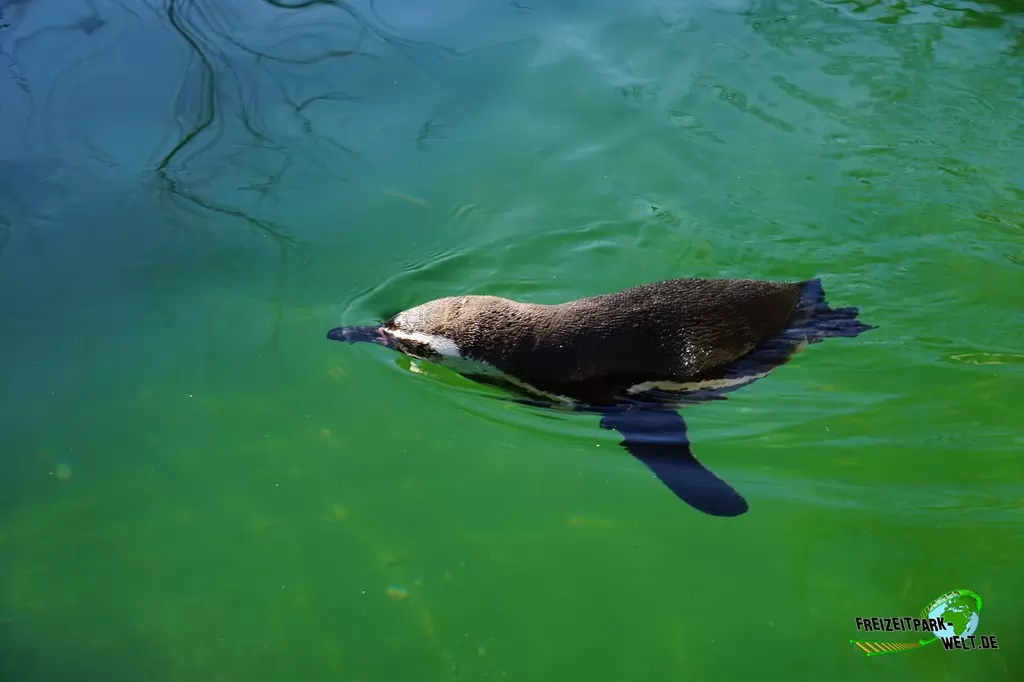 Humboldt-Pinguine im Zoo Osnabrück - 2019
