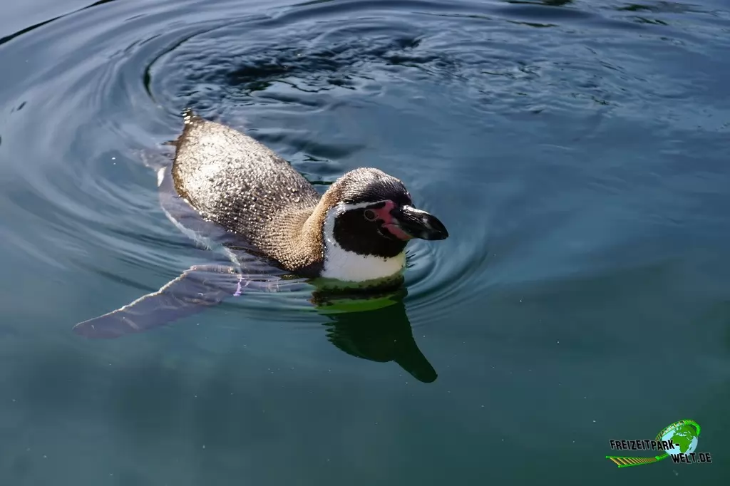 Humboldt-Pinguine im Zoo Osnabrück - 2019