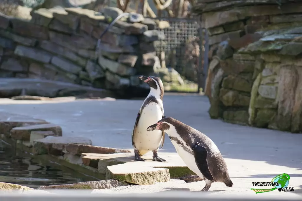 Humboldt-Pinguine im Zoo Osnabrück - 2019