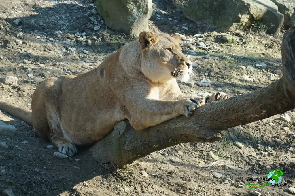 Berberlöwe im Zoo Osnabrück - 2019