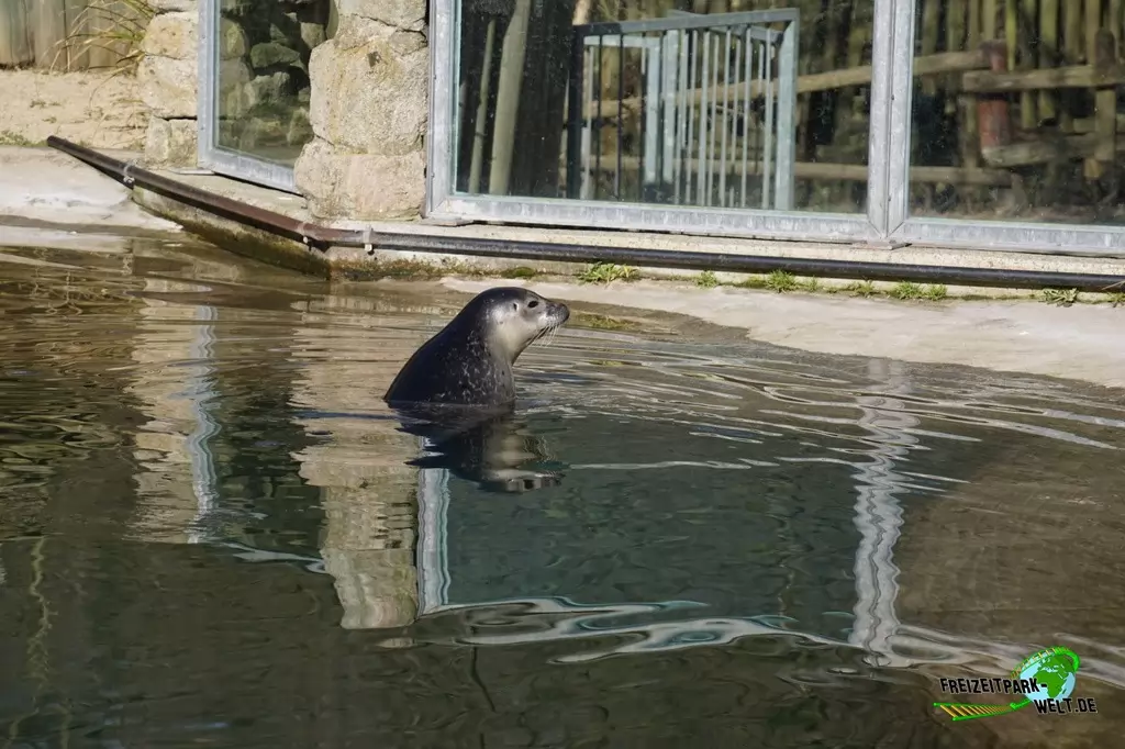 Kalifornischer Seelöwe im Zoo Osnabrück - 2019