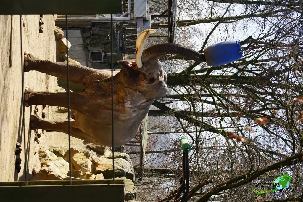 Afrikanischer Elefant im Zoo Osnabrück - 2019