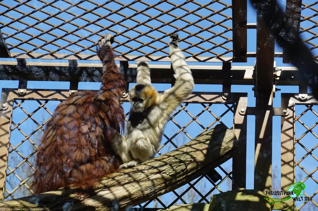 Orang-Utan im Zoo Osnabrück - 2019