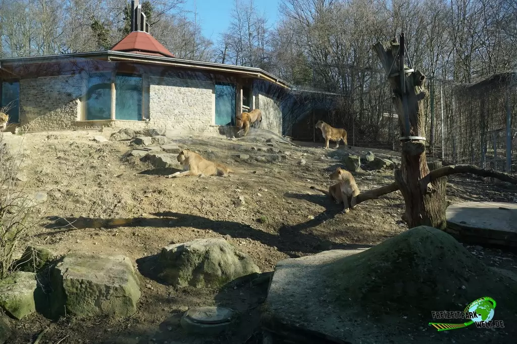 Berberlöwe im Zoo Osnabrück - 2019