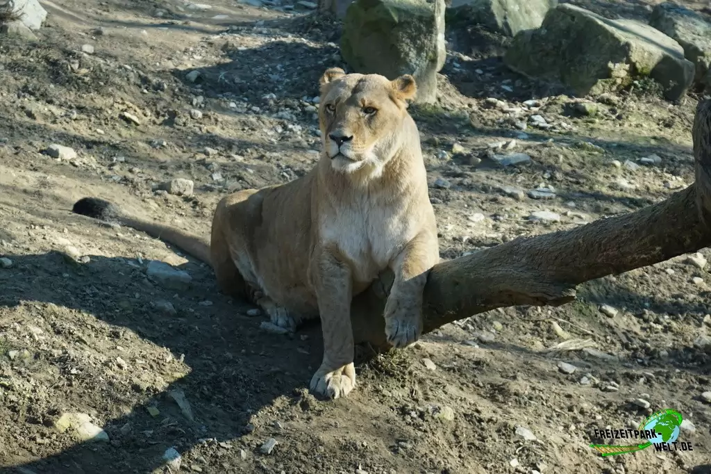 Berberlöwe im Zoo Osnabrück - 2019