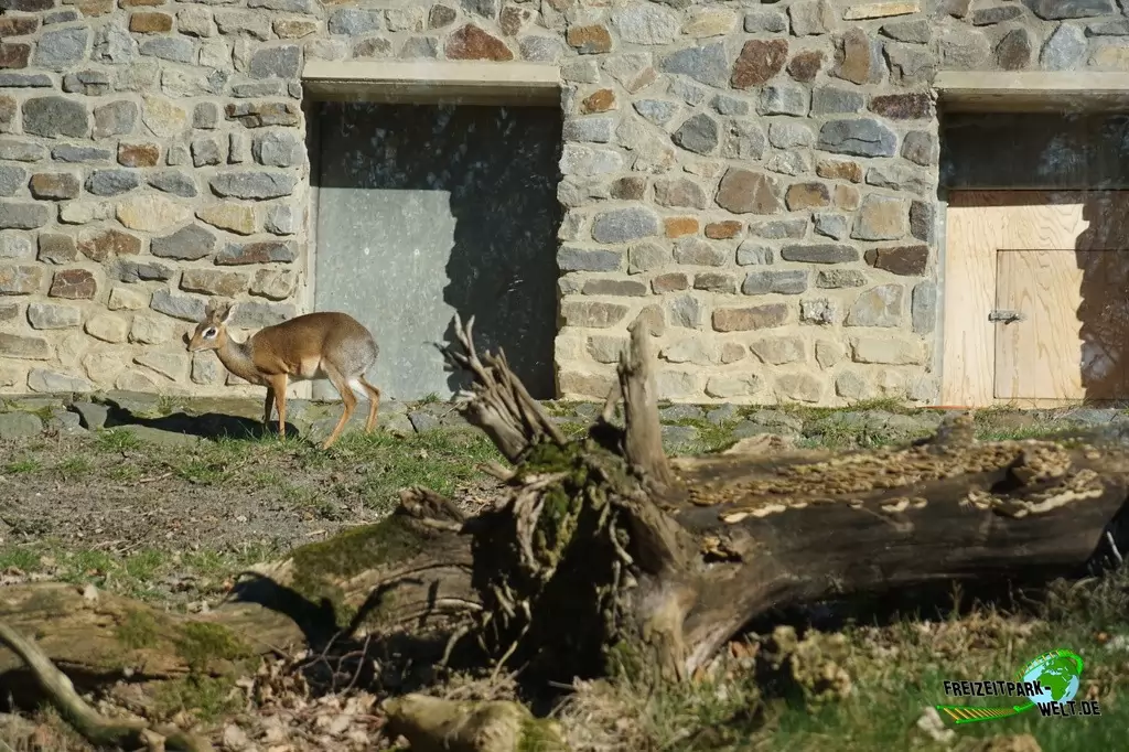 Kirk-Dikdik im Zoo Osnabrück - 2019