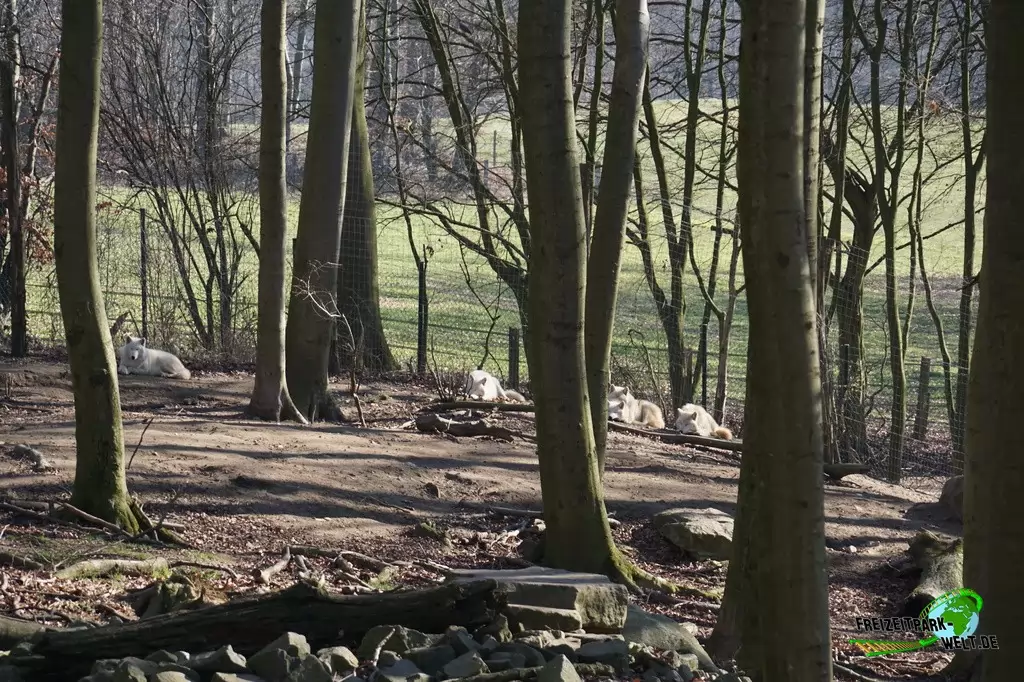 Timberwolf im Zoo Osnabrück - 2019