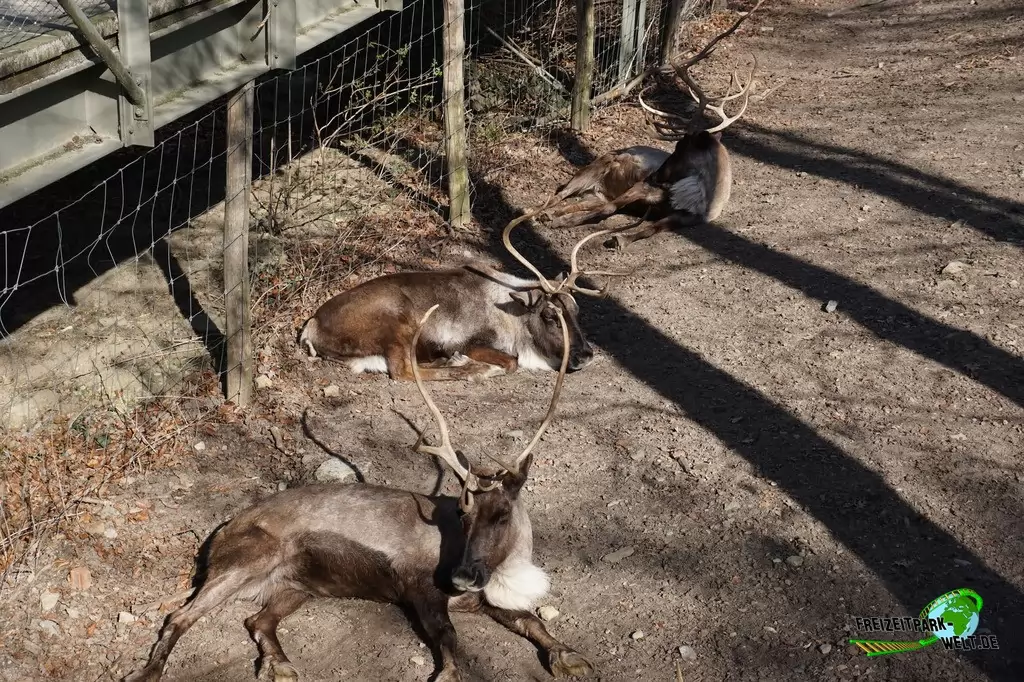 Rentier im Zoo Osnabrück - 2019