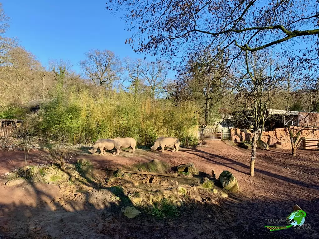 Breitmaul-Nashorn im Zoo Osnabrück - 2019